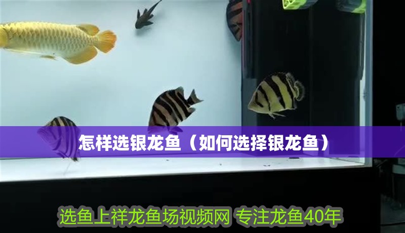 怎樣選銀龍魚（如何選擇銀龍魚）