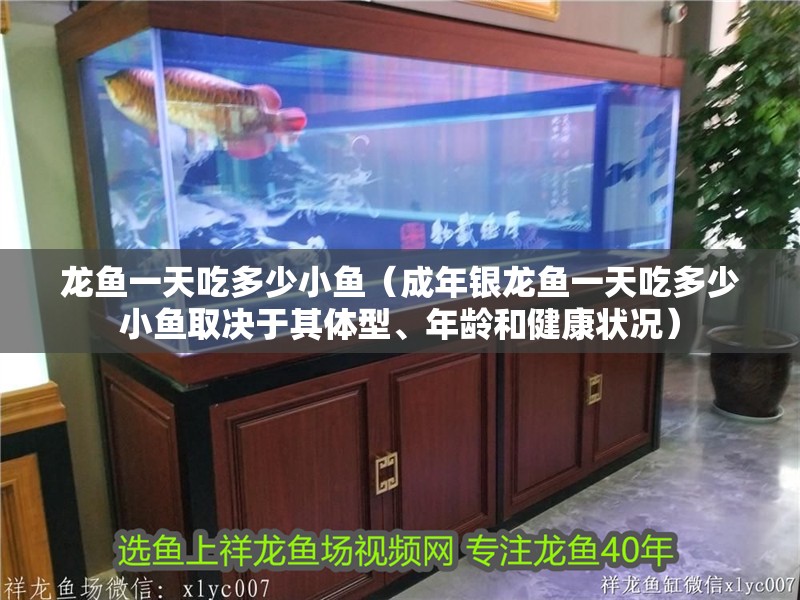 龍魚一天吃多少小魚（成年銀龍魚一天吃多少小魚取決于其體型、年齡和健康狀況）