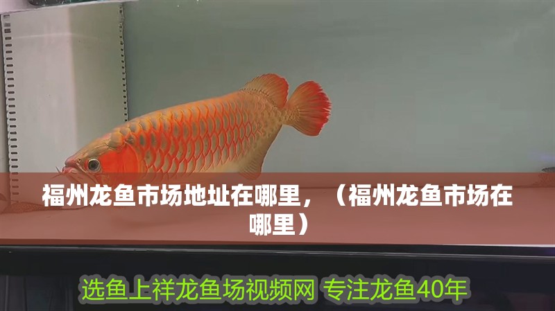 福州龍魚(yú)市場(chǎng)地址在哪里，（福州龍魚(yú)市場(chǎng)在哪里）