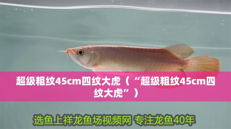 超級(jí)粗紋45cm四紋大虎（“超級(jí)粗紋45cm四紋大虎”）