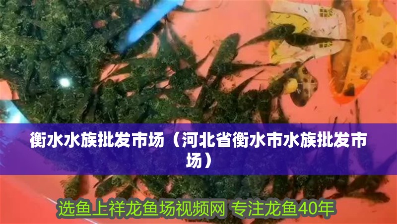衡水水族批發市場（河北省衡水市水族批發市場）