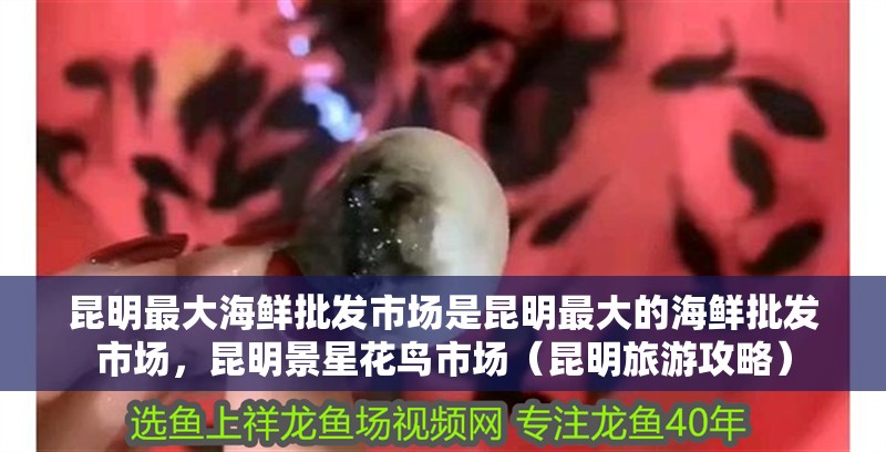 <strong><mark>昆明</mark></strong>最大海鮮批發(fā)市場(chǎng)是<strong><mark>昆明</mark></strong>最大的海鮮批發(fā)市場(chǎng)，<strong><mark>昆明</mark></strong>景星花鳥市場(chǎng)（<strong><mark>昆明</mark></strong>旅游攻略）