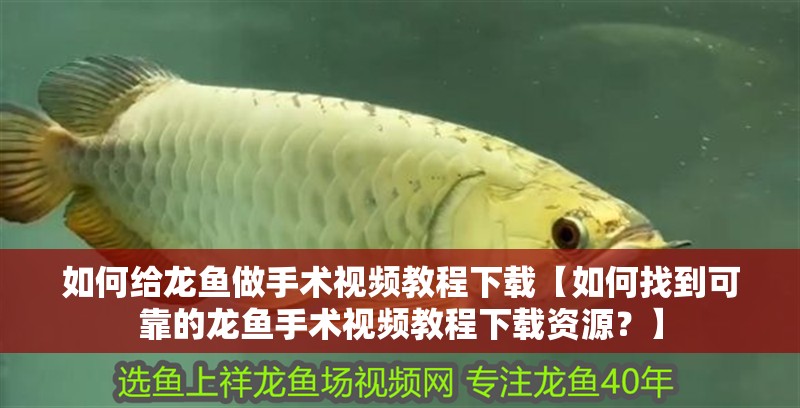 如何給龍魚做手術(shù)視頻教程下載【如何找到可靠的龍魚手術(shù)視頻教程下載資源？】
