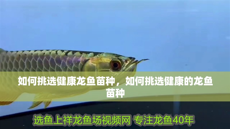 如何挑選健康龍魚(yú)苗種，如何挑選健康的龍魚(yú)苗種 如何挑選健康龍魚(yú)苗種，如何挑選健康的龍魚(yú)苗種 觀賞魚(yú)百科
