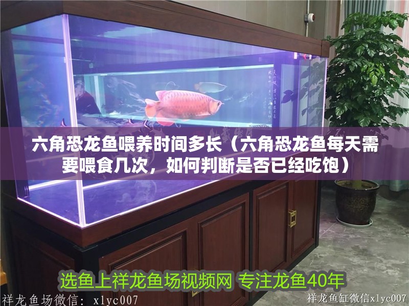六角恐龍魚喂養時間多長（六角恐龍魚每天需要喂食幾次，如何判斷是否已經吃飽）