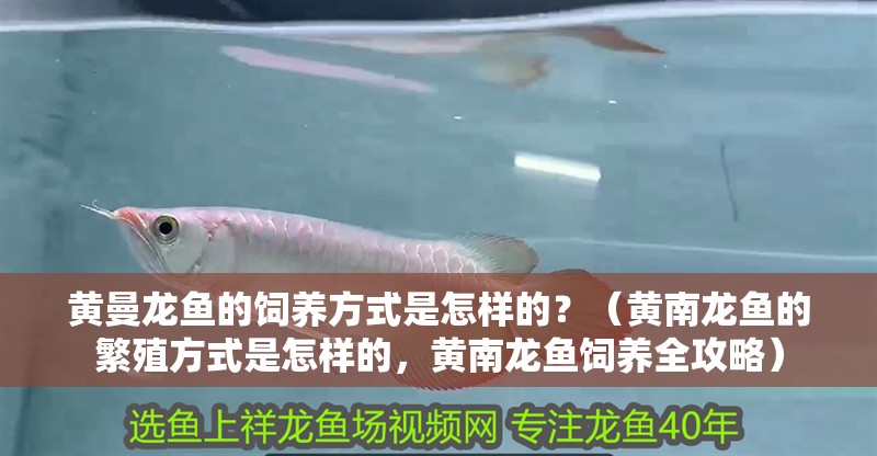 黃曼龍魚的飼養方式是怎樣的？（黃南龍魚的繁殖方式是怎樣的，黃南龍魚飼養全攻略）
