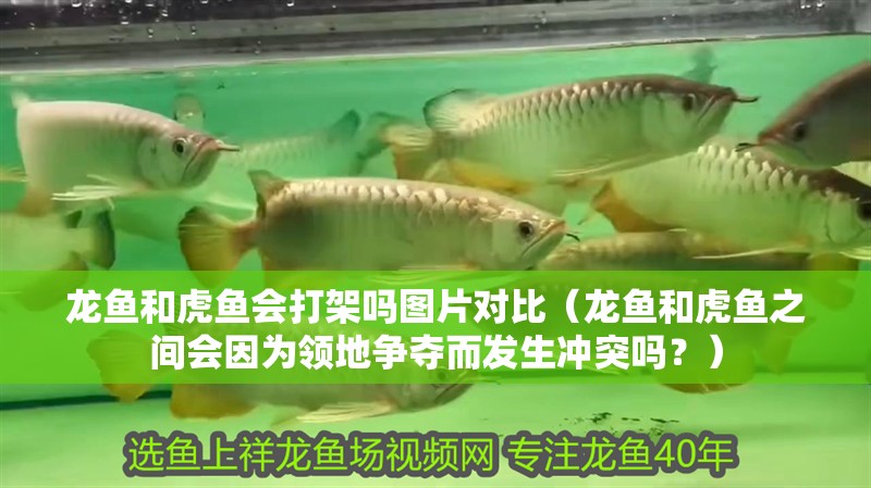 龍魚和虎魚會打架嗎圖片對比（龍魚和虎魚之間會因為領地爭奪而發生沖突嗎？）