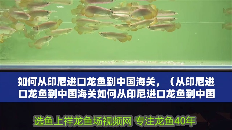 如何從印尼進口龍魚到中國海關，（從印尼進口龍魚到中國海關如何從印尼進口龍魚到中國海關）