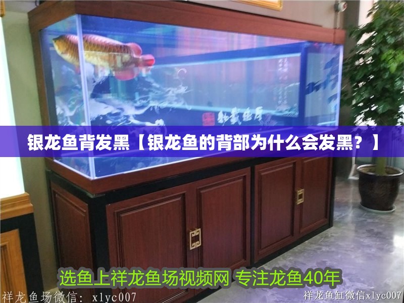 銀龍魚背發黑【銀龍魚的背部為什么會發黑？】