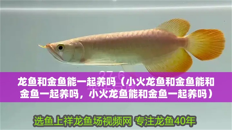 龍魚和金魚能一起養(yǎng)嗎（小火龍魚和金魚能和金魚一起養(yǎng)嗎，小火龍魚能和金魚一起養(yǎng)嗎）