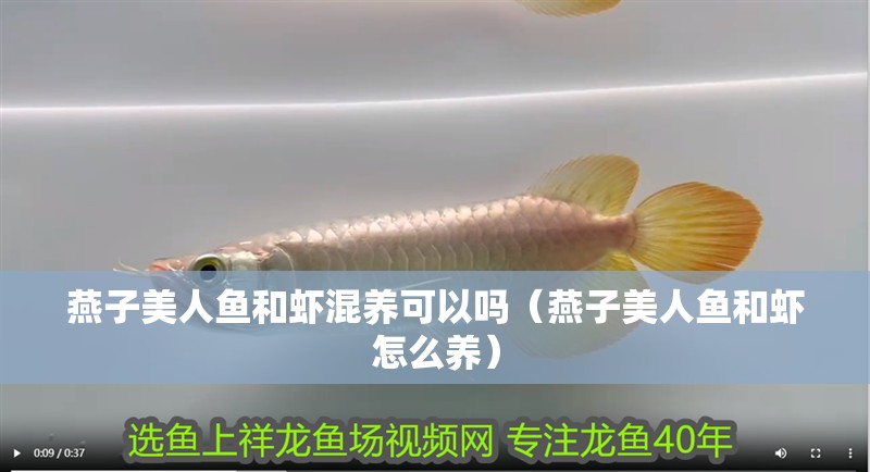 燕子美人魚和蝦混養可以嗎（燕子美人魚和蝦怎么養）