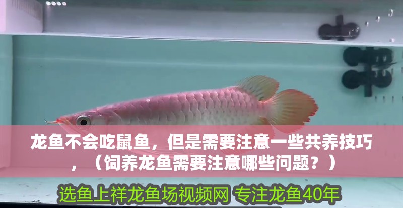 龍魚不會吃鼠魚，但是需要注意一些共養技巧，（飼養龍魚需要注意哪些問題？）