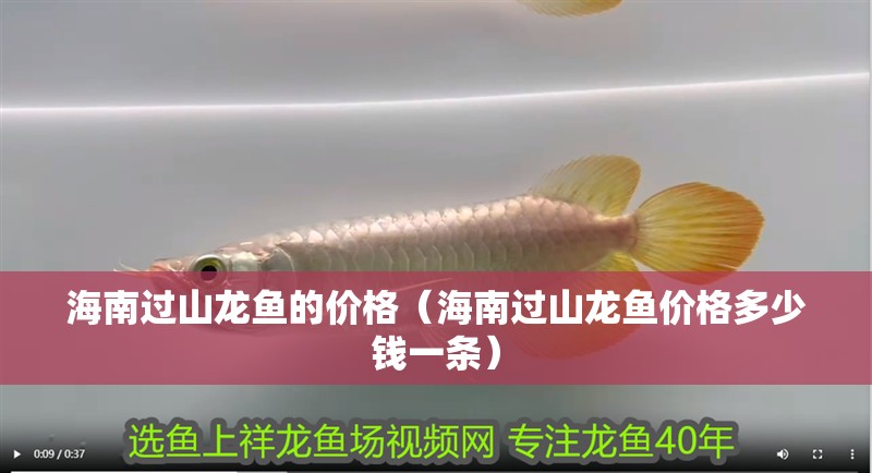 <strong><mark>海南</mark></strong>過山龍魚的價格（<strong><mark>海南</mark></strong>過山龍魚價格多少錢一條）