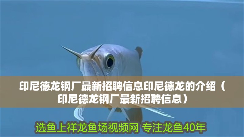 印尼德龍鋼廠最新招聘信息印尼德龍的介紹（印尼德龍鋼廠最新招聘信息）