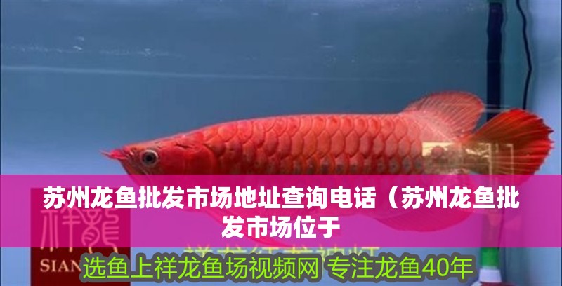 蘇州龍魚批發市場地址查詢電話（蘇州龍魚批發市場位于