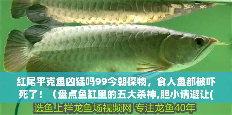 紅尾平克魚兇猛嗎99今朝探物，食人魚都被嚇死了！（盤點魚缸里的五大殺神,膽小請避讓(新浪網） 紅尾平克魚兇猛嗎99今朝探物，食人魚都被嚇死了！（盤點魚缸里的五大殺神,膽小請避讓(新浪網） 觀賞魚百科 第4張