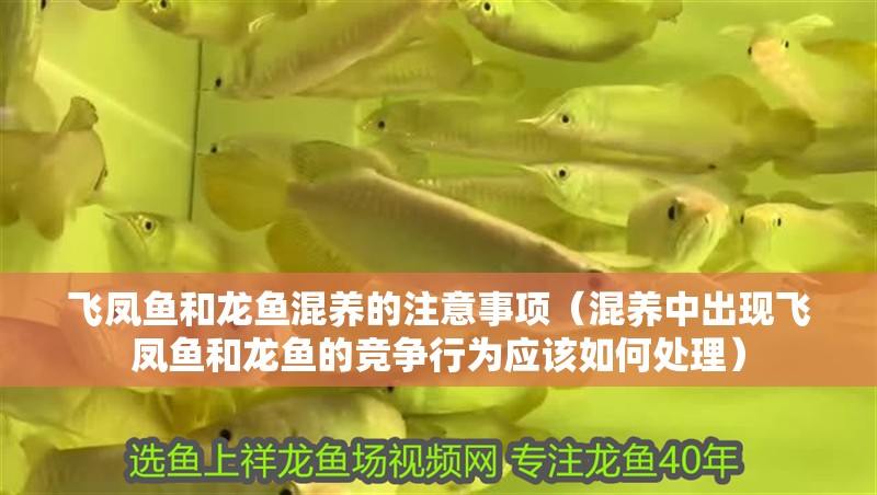 飛鳳魚和龍魚混養的注意事項（混養中出現飛鳳魚和龍魚的競爭行為應該如何處理） 飛鳳魚和龍魚混養的注意事項（混養中出現飛鳳魚和龍魚的競爭行為應該如何處理） 觀賞魚百科