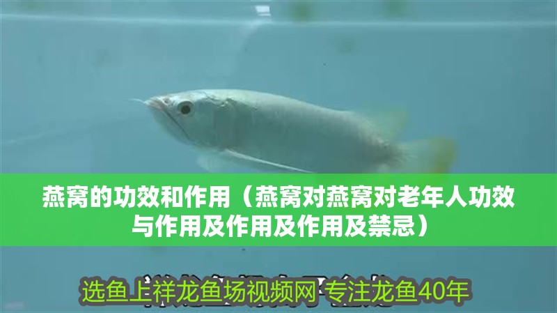 燕窩的功效和作用（燕窩對燕窩對老年人功效與作用及作用及作用及禁忌）