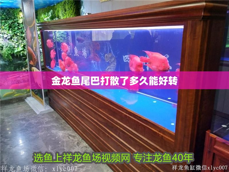 金龍魚尾巴打散了多久能好轉 龍魚百科 第1張 金龍魚尾巴打散了多久能好轉 金龍魚尾巴打散了多久能好轉 龍魚百科 第1張