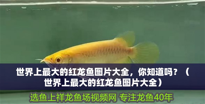 世界上最大的紅龍魚圖片大全，你知道嗎？（世界上最大的紅龍魚圖片大全）