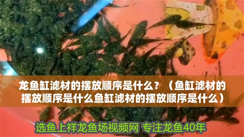 龍魚缸濾材的擺放順序是什么？（魚缸濾材的擺放順序是什么魚缸濾材的擺放順序是什么）