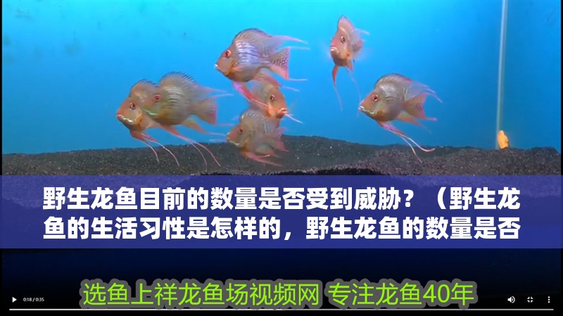 野生龍魚目前的數量是否受到威脅？（野生龍魚的生活習性是怎樣的，野生龍魚的數量是否受到威脅）