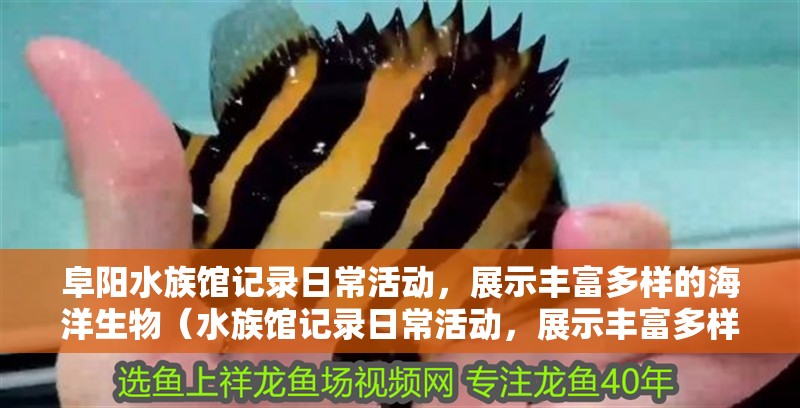阜陽(yáng)水族館記錄日常活動(dòng)，展示豐富多樣的海洋生物（水族館記錄日常活動(dòng)，展示豐富多樣的海洋生物）