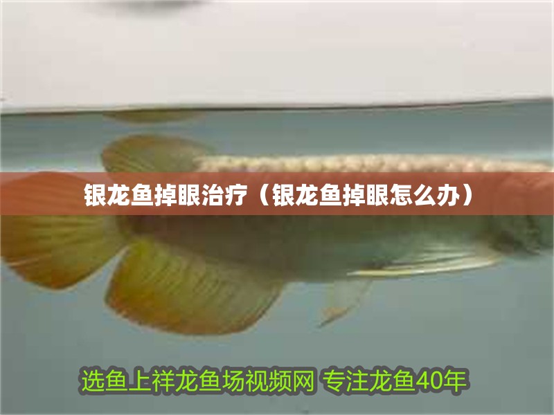 銀龍魚掉眼治療（銀龍魚掉眼怎么辦）