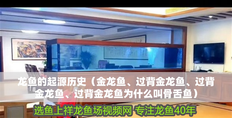 龍魚的起源歷史（金龍魚、過背金龍魚、過背金龍魚、過背金龍魚為什么叫骨舌魚）
