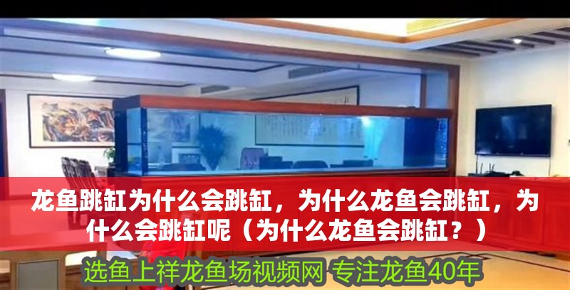 龍魚跳缸為什么會跳缸，為什么龍魚會跳缸，為什么會跳缸呢（為什么龍魚會跳缸？）