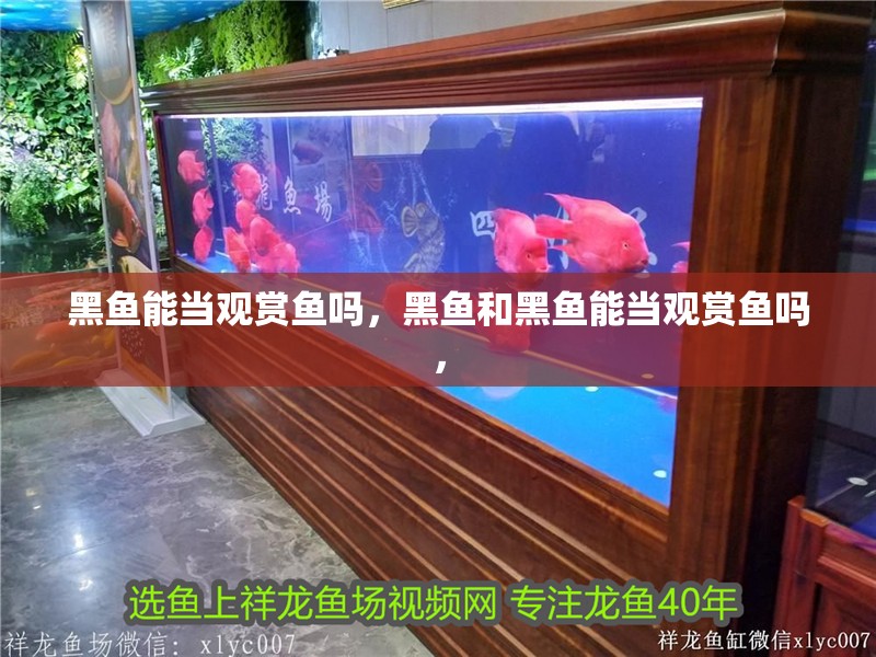黑魚能當觀賞魚嗎，黑魚和黑魚能當觀賞魚嗎，