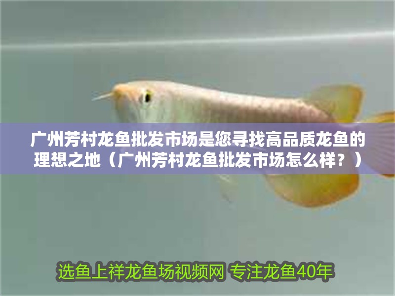 廣州芳村龍魚(yú)批發(fā)市場(chǎng)是您尋找高品質(zhì)龍魚(yú)的理想之地（廣州芳村龍魚(yú)批發(fā)市場(chǎng)怎么樣？）