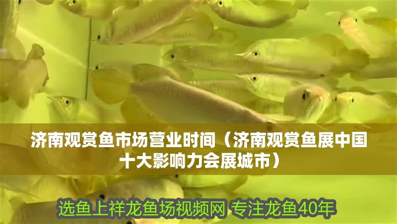 濟南觀賞魚市場營業時間（濟南觀賞魚展中國十大影響力會展城市）