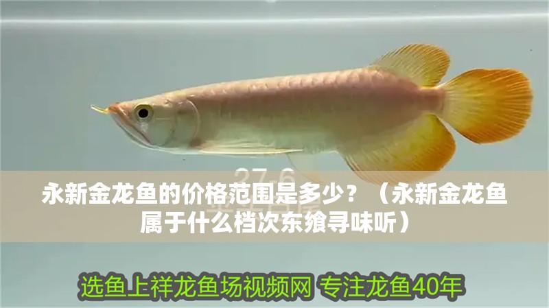 永新金龍魚的價(jià)格范圍是多少？（永新金龍魚屬于什么檔次東饗尋味聽）