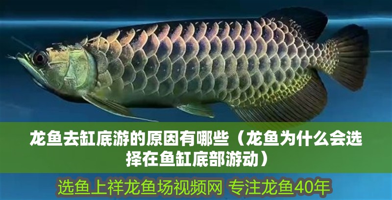 龍魚去缸底游的原因有哪些（龍魚為什么會選擇在魚缸底部游動）