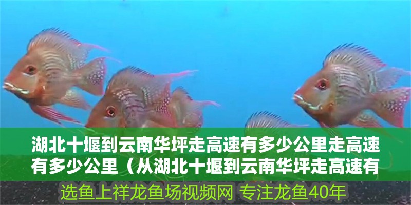 湖北十堰到云南華坪走高速有多少公里走高速有多少公里（從湖北十堰到云南華坪走高速有多少公里）