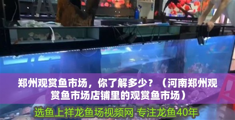 鄭州觀賞魚(yú)市場(chǎng),你了解多少?(河南鄭州觀賞魚(yú)市場(chǎng)店鋪里的觀賞魚(yú)市場(chǎng)) 觀賞魚(yú)百科 第2張 鄭州觀賞魚(yú)市場(chǎng),你了解多少?(河南鄭州觀賞魚(yú)市場(chǎng)店鋪里的觀賞魚(yú)市場(chǎng)) 鄭州觀賞魚(yú)市場(chǎng),你了解多少?(河南鄭州觀賞魚(yú)市場(chǎng)店鋪里的觀賞魚(yú)市場(chǎng)) 觀賞魚(yú)百科 第2張