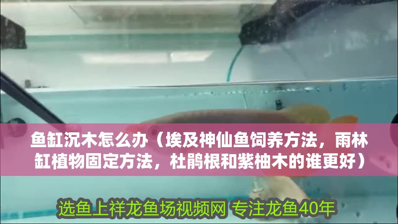 魚缸沉木怎么辦（埃及神仙魚飼養方法，雨林缸植物固定方法，杜鵑根和紫柚木的誰更好） 魚缸沉木怎么辦（埃及神仙魚飼養方法，雨林缸植物固定方法，杜鵑根和紫柚木的誰更好） 觀賞魚百科