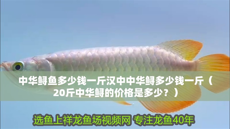 中華鱘魚多少錢一斤漢中中華鱘多少錢一斤（20斤中華鱘的價格是多少？）