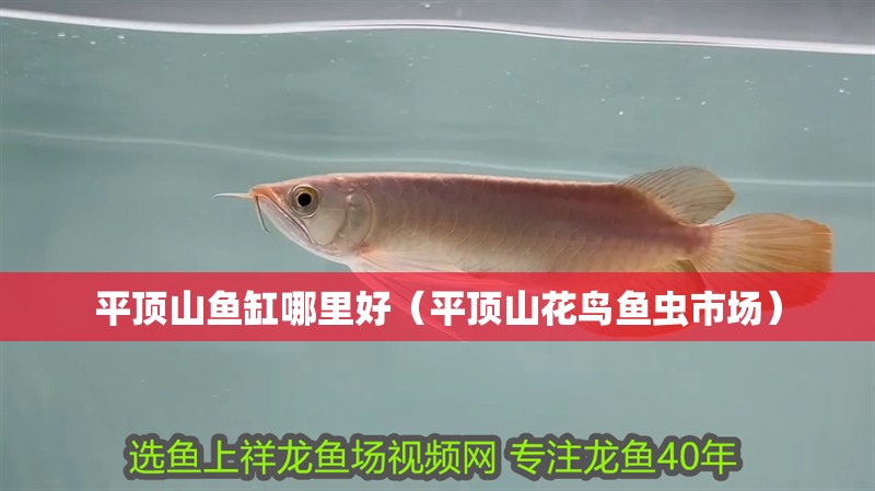 平頂山魚缸哪里好（平頂山花鳥魚蟲市場）