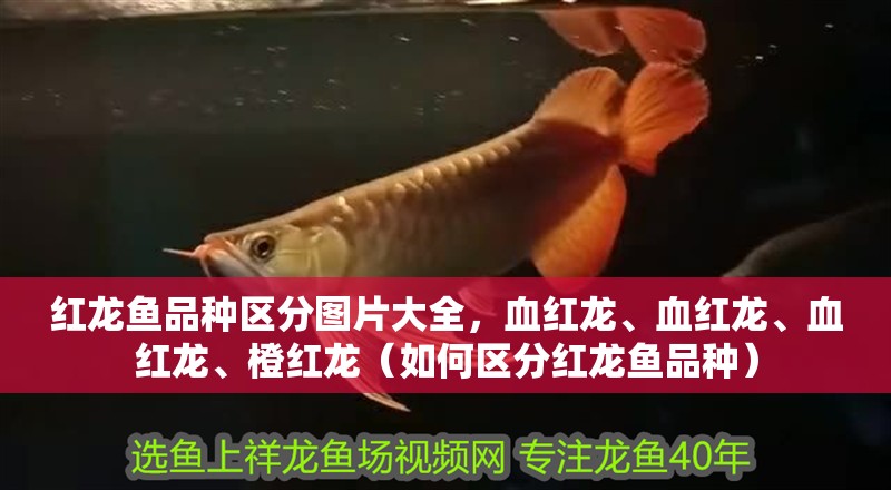 紅龍魚品種區分圖片大全，血紅龍、血紅龍、血紅龍、橙紅龍（如何區分紅龍魚品種）