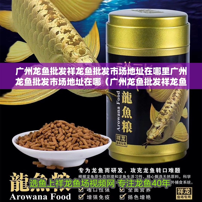 廣州龍魚批發(fā)祥龍魚批發(fā)市場(chǎng)地址在哪里廣州龍魚批發(fā)市場(chǎng)地址在哪（廣州龍魚批發(fā)祥龍魚場(chǎng)地址）