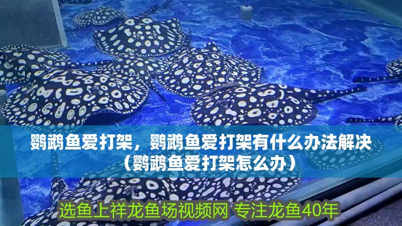 鸚鵡魚愛打架，鸚鵡魚愛打架有什么辦法解決（鸚鵡魚愛打架怎么辦）