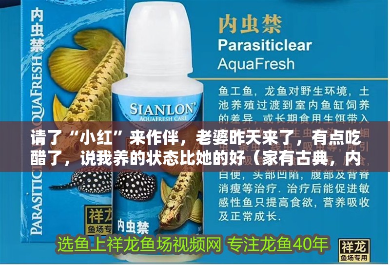 請了“小紅”來作伴，老婆昨天來了，有點(diǎn)吃醋了，說我養(yǎng)的狀態(tài)比她的好（家有古典，內(nèi)人照料）