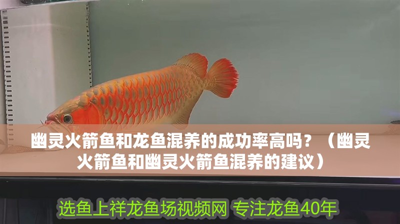 幽靈火箭魚和龍魚混養的成功率高嗎?(幽靈火箭魚和幽靈火箭魚混養的建議) 觀賞魚百科 第5張 幽靈火箭魚和龍魚混養的成功率高嗎?(幽靈火箭魚和幽靈火箭魚混養的建議) 幽靈火箭魚和龍魚混養的成功率高嗎?(幽靈火箭魚和幽靈火箭魚混養的建議) 觀賞魚百科 第5張
