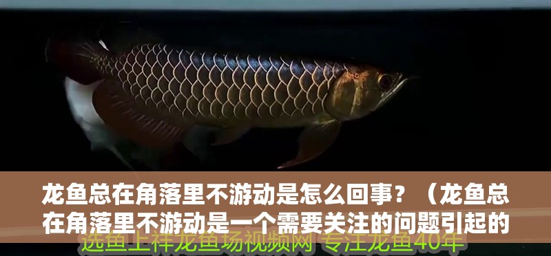 龍魚(yú)總在角落里不游動(dòng)是怎么回事？（龍魚(yú)總在角落里不游動(dòng)是一個(gè)需要關(guān)注的問(wèn)題引起的解決方案）