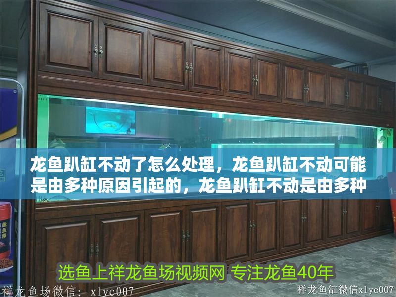 龍魚趴缸不動了怎么處理，龍魚趴缸不動可能是由多種原因引起的，龍魚趴缸不動是由多種原因