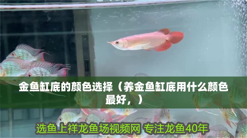 金魚缸底的顏色選擇（養金魚缸底用什么顏色最好，）