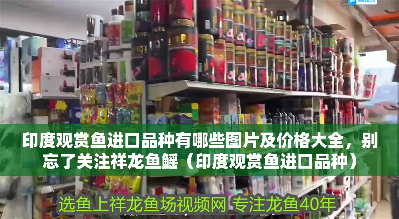 印度觀賞魚進口品種有哪些圖片及價格大全，別忘了關注祥龍魚鰩（印度觀賞魚進口品種）