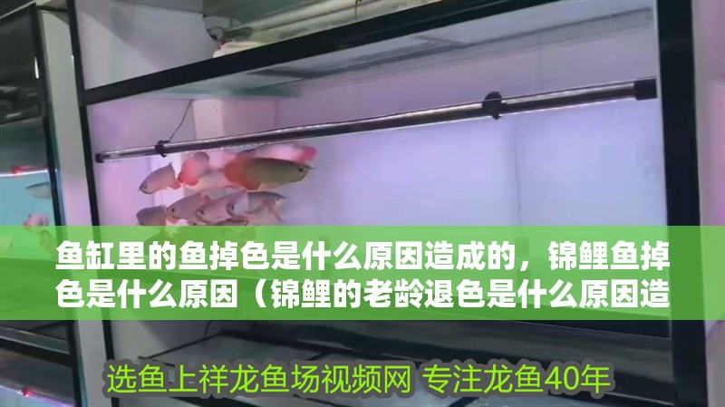 魚缸里的魚掉色是什么原因造成的，錦鯉魚掉色是什么原因（錦鯉的老齡退色是什么原因造成的）